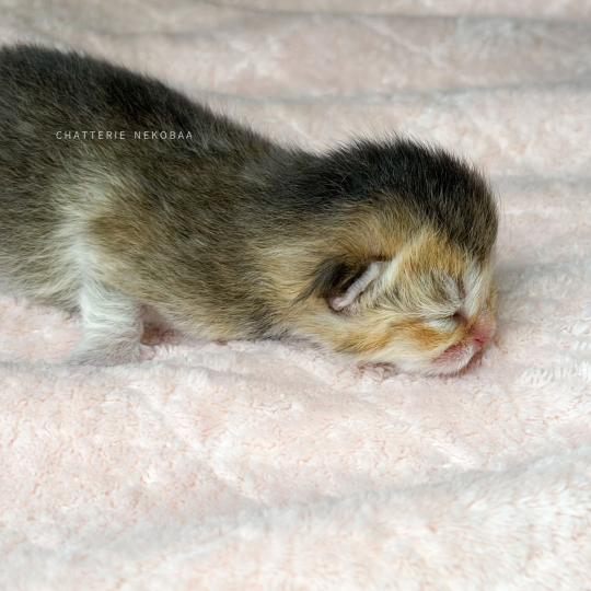 chaton British Shorthair black golden ticked tabby Airi Chatterie Nekobaa black golden ticked tabby