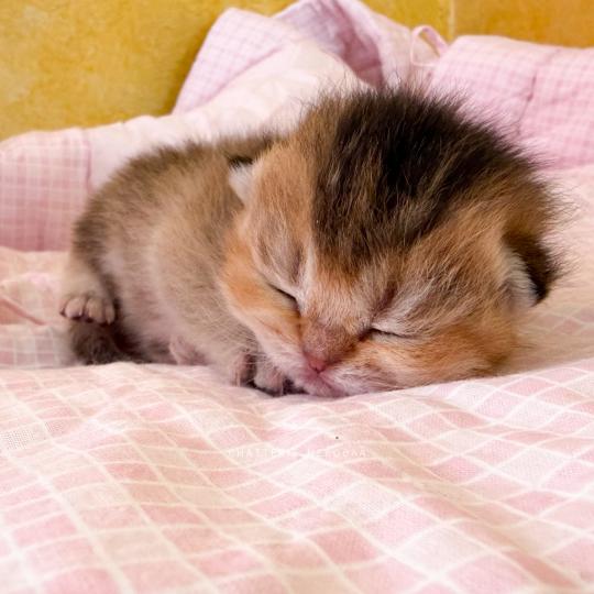chaton British Shorthair black golden ticked tabby Airi Chatterie Nekobaa black golden ticked tabby