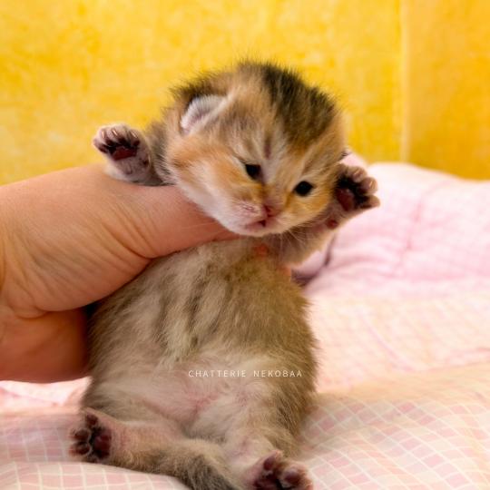 chaton British Shorthair black golden ticked tabby Airi Chatterie Nekobaa black golden ticked tabby