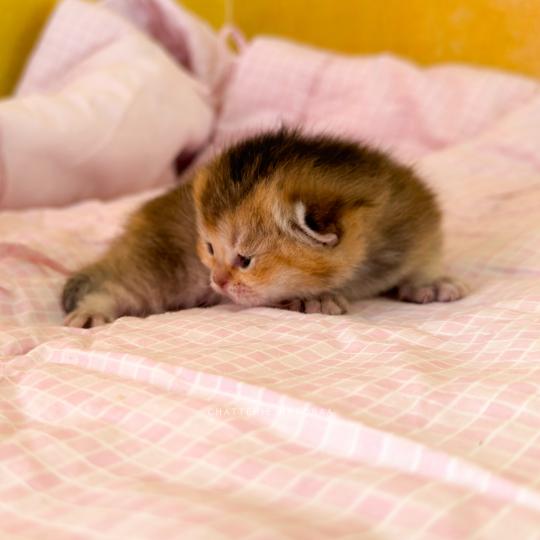 chaton British Shorthair black golden ticked tabby Airi Chatterie Nekobaa black golden ticked tabby