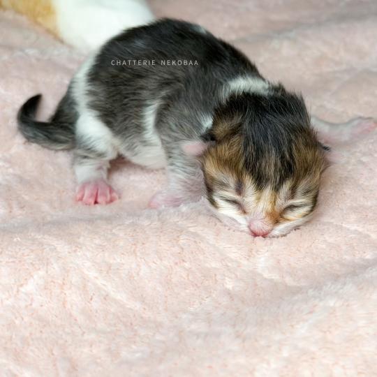 chaton British Shorthair black golden ticked tabby bicolor Akari Chatterie Nekobaa black golden ticked tabby bicolor