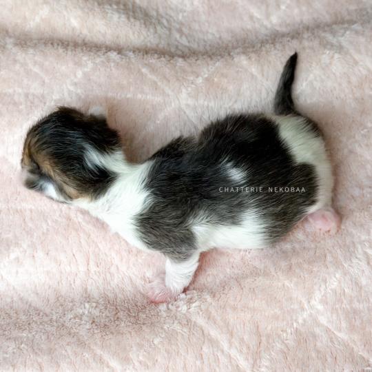 chaton British Shorthair black golden ticked tabby bicolor Akari Chatterie Nekobaa black golden ticked tabby bicolor