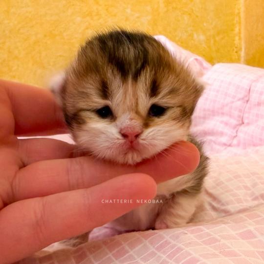 chaton British Shorthair black golden ticked tabby bicolor Akari Chatterie Nekobaa black golden ticked tabby bicolor