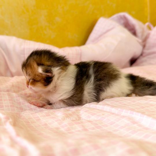 chaton British Shorthair black golden ticked tabby bicolor Akari Chatterie Nekobaa black golden ticked tabby bicolor