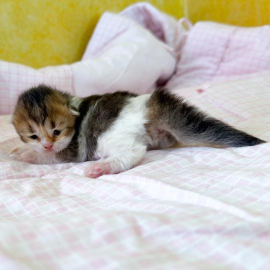 chaton British Shorthair black golden ticked tabby bicolor Akari Chatterie Nekobaa black golden ticked tabby bicolor