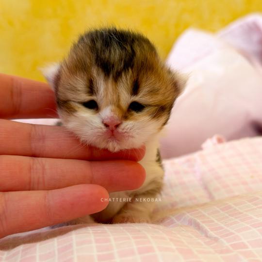 chaton British Shorthair black golden ticked tabby bicolor Akari Chatterie Nekobaa black golden ticked tabby bicolor