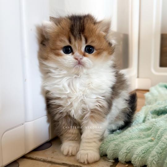 chaton British Longhair black golden ticked tabby bicolor Akari Chatterie Nekobaa black golden ticked tabby bicolor