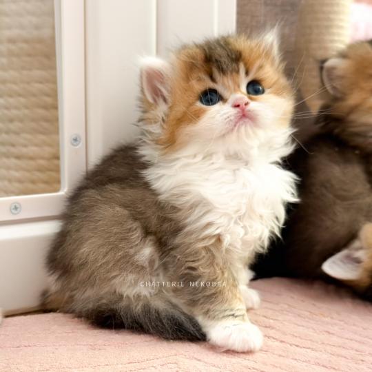 chaton British Longhair black golden ticked tabby bicolor Akari Chatterie Nekobaa black golden ticked tabby bicolor