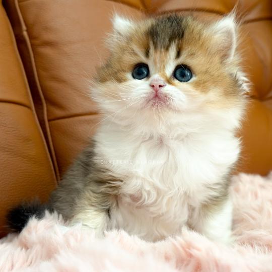 chaton British Longhair black golden ticked tabby bicolor Akari Chatterie Nekobaa black golden ticked tabby bicolor