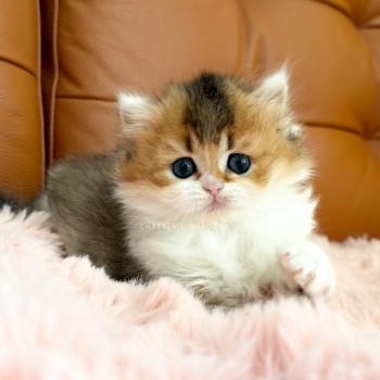 Akari Femelle British Longhair