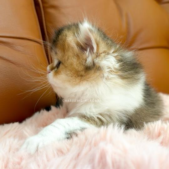 chaton British Longhair black golden ticked tabby bicolor Akari Chatterie Nekobaa black golden ticked tabby bicolor