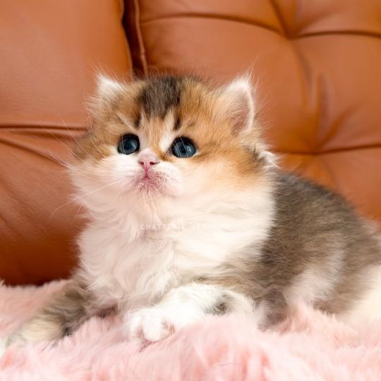 chaton British Longhair black golden ticked tabby bicolor Akari Chatterie Nekobaa black golden ticked tabby bicolor