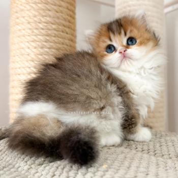 Akari Femelle British Longhair