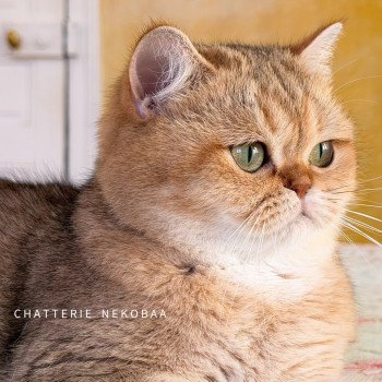 Gaga Femelle British Shorthair