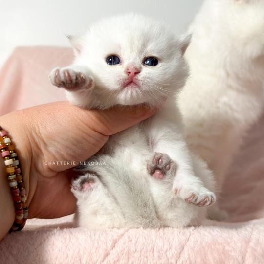 chaton British Shorthair seal point Bambi Chatterie Nekobaa seal point