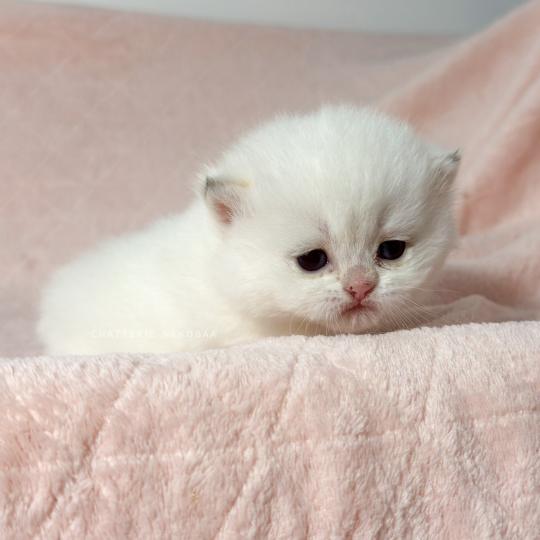 chaton British Shorthair seal point Bambi Chatterie Nekobaa seal point