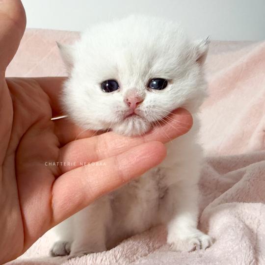chaton British Shorthair seal point Bambi Chatterie Nekobaa seal point