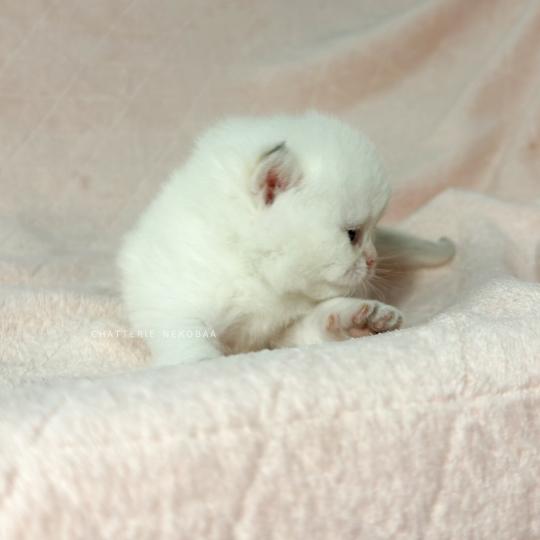 chaton British Shorthair seal point Bambi Chatterie Nekobaa seal point