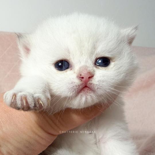 chaton British Shorthair seal point Bambi Chatterie Nekobaa seal point