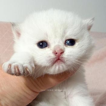 Bambi Femelle British Shorthair