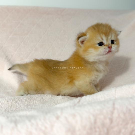 chaton British Shorthair black golden ticked tabby Chizuo (sh clair) Chatterie Nekobaa black golden ticked tabby