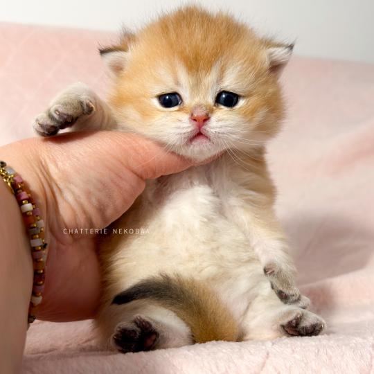 chaton British Shorthair black golden ticked tabby Chizuo (sh clair) Chatterie Nekobaa black golden ticked tabby