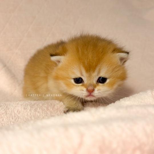 chaton British Shorthair black golden ticked tabby Chizuo (sh clair) Chatterie Nekobaa black golden ticked tabby