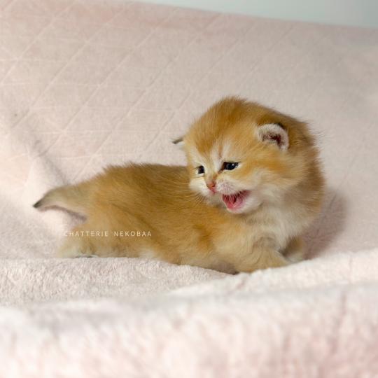 chaton British Shorthair black golden ticked tabby Chizuo (sh clair) Chatterie Nekobaa black golden ticked tabby