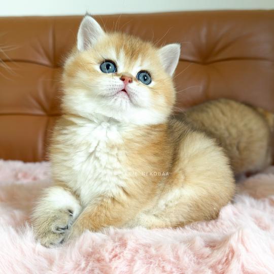 chaton British Shorthair black golden ticked tabby Chizuo (sh clair) Chatterie Nekobaa black golden ticked tabby