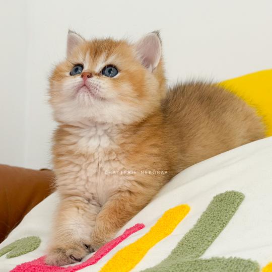 chaton British Shorthair black golden ticked tabby Chizuo (sh clair) Chatterie Nekobaa black golden ticked tabby