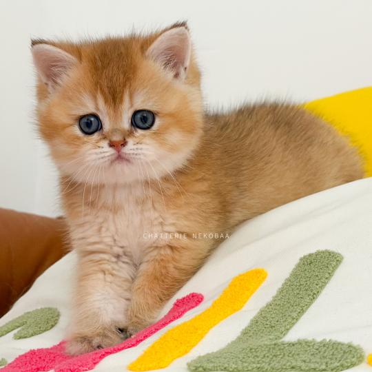 chaton British Shorthair black golden ticked tabby Chizuo (sh clair) Chatterie Nekobaa black golden ticked tabby