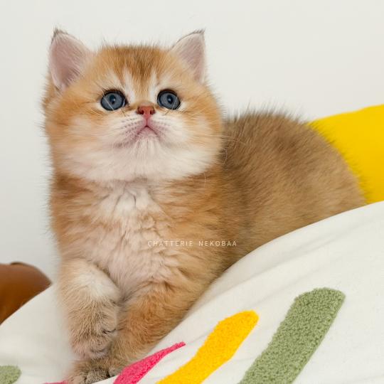 chaton British Shorthair black golden ticked tabby Chizuo (sh clair) Chatterie Nekobaa black golden ticked tabby