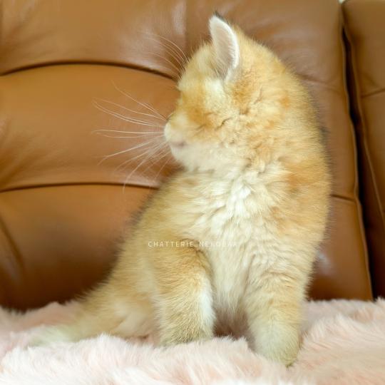 chaton British Shorthair black golden ticked tabby Chizuo (sh clair) Chatterie Nekobaa black golden ticked tabby