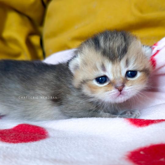 chaton British Shorthair black golden ticked tabby Diana Chatterie Nekobaa black golden ticked tabby
