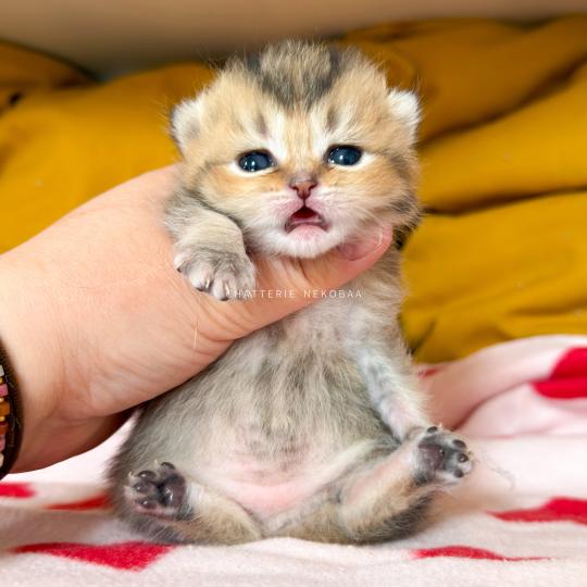 chaton British Shorthair black golden ticked tabby Diana Chatterie Nekobaa black golden ticked tabby