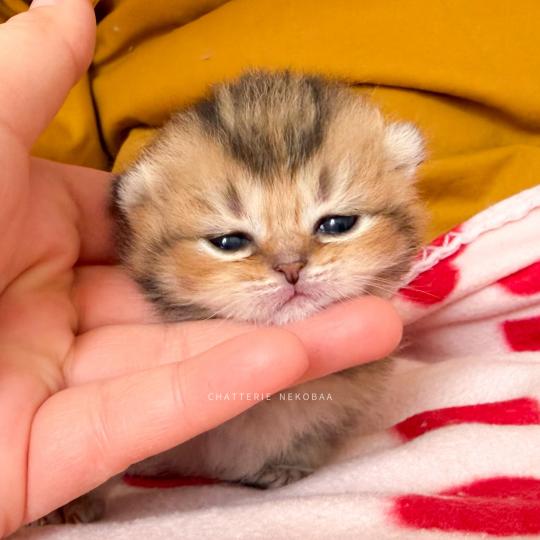 chaton British Shorthair black golden ticked tabby Diana Chatterie Nekobaa black golden ticked tabby