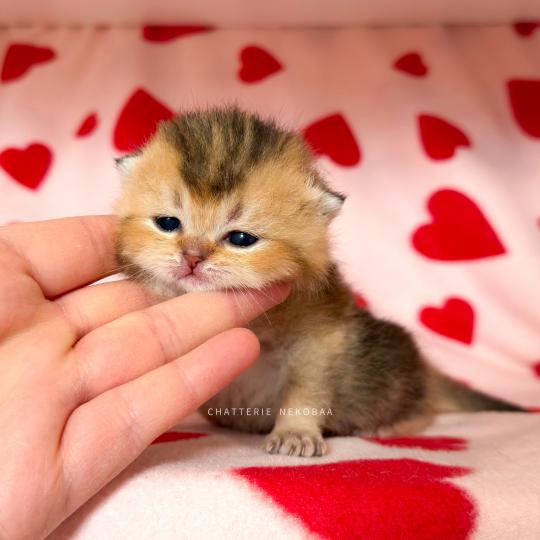 chaton British Shorthair black golden ticked tabby Diana Chatterie Nekobaa black golden ticked tabby