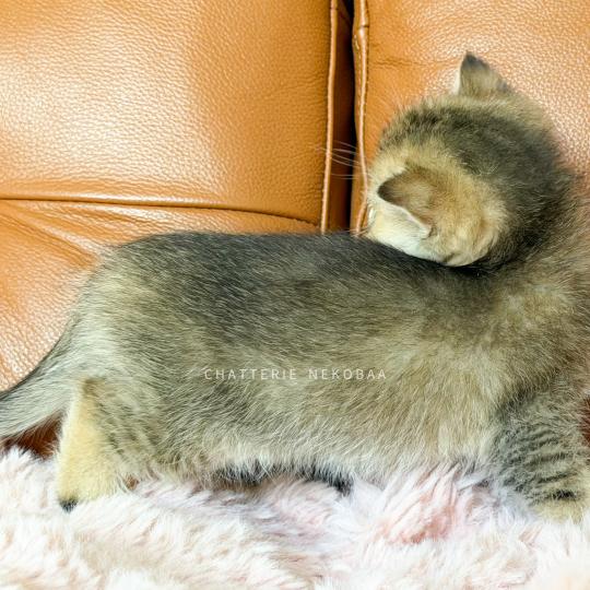 chaton British Shorthair black golden ticked tabby Diana Chatterie Nekobaa black golden ticked tabby