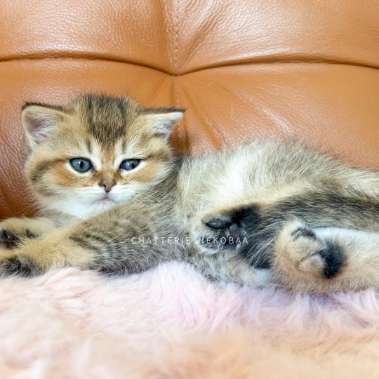 chaton British Shorthair black golden ticked tabby Diana Chatterie Nekobaa black golden ticked tabby