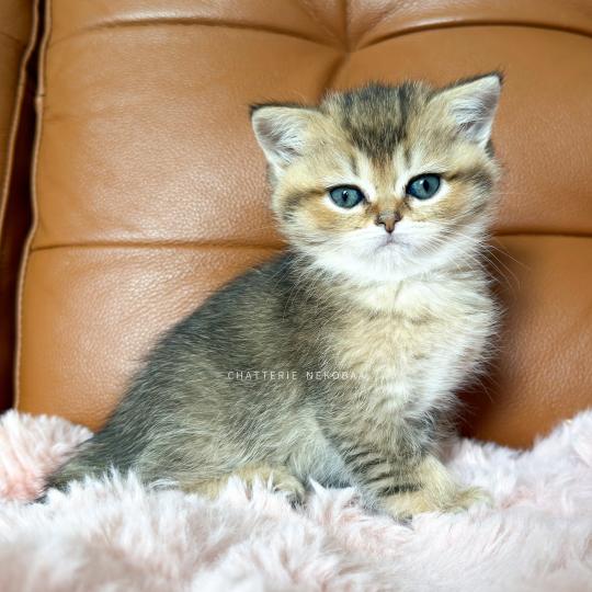 chaton British Shorthair black golden ticked tabby Diana Chatterie Nekobaa black golden ticked tabby