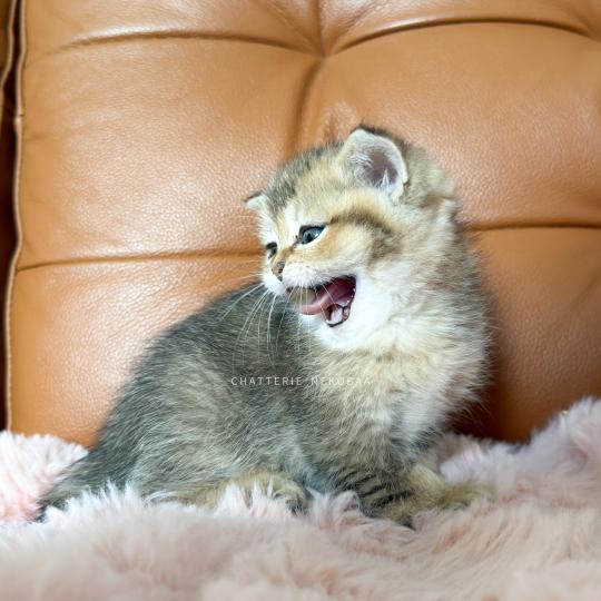 chaton British Shorthair black golden ticked tabby Diana Chatterie Nekobaa black golden ticked tabby