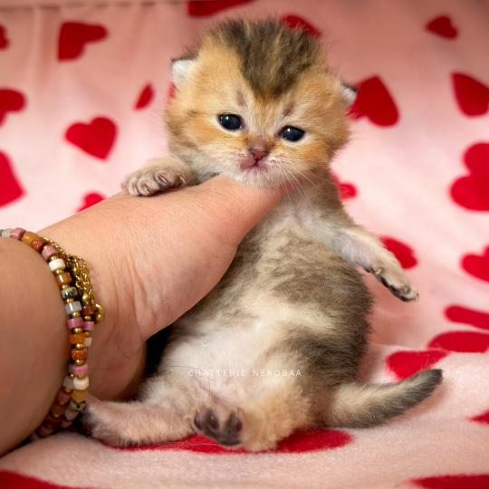 chaton British Shorthair black golden ticked tabby Doma Chatterie Nekobaa black golden ticked tabby