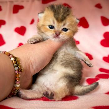 Doma Mâle British Shorthair