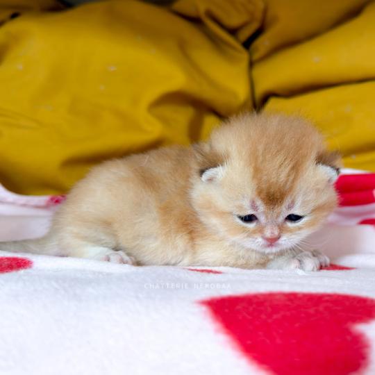chaton British Shorthair black golden shaded Domu Chatterie Nekobaa black golden shaded