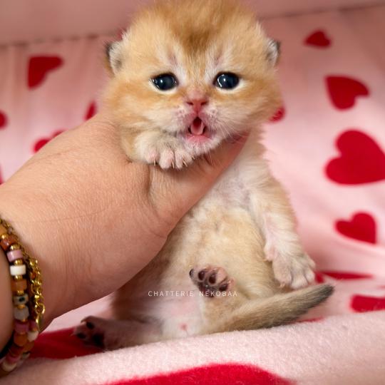 chaton British Shorthair black golden shaded Domu Chatterie Nekobaa black golden shaded