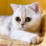 Ed Femelle British Shorthair Ed Femelle British Shorthair