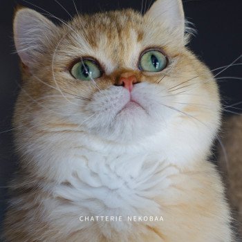 Eijimini Mâle British Shorthair