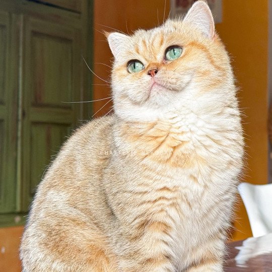 chat British Shorthair black golden blotched tabby Fuu Chatterie Nekobaa black golden blotched tabby