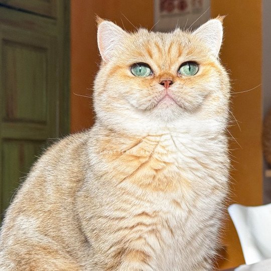 chat British Shorthair black golden blotched tabby Fuu Chatterie Nekobaa black golden blotched tabby