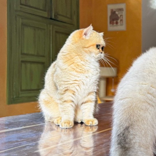 chat British Shorthair black golden blotched tabby Fuu Chatterie Nekobaa black golden blotched tabby